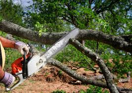 Reliable Waukee, IA Tree Services Solutions