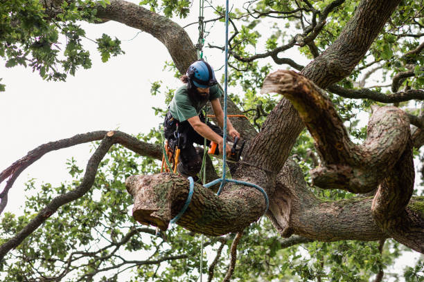 How Our Tree Care Process Works  in  Waukee, IA